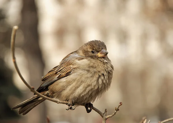 Female home sparrow — Stock Photo, Image