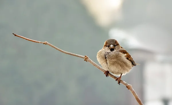 Male home sparrow — Stock Photo, Image