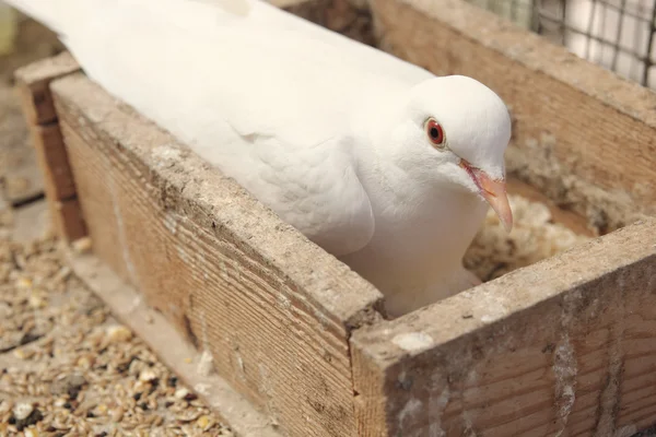 Weiße Taube im Nest — Stockfoto