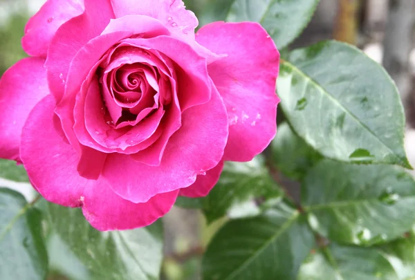 stock image Pink rose