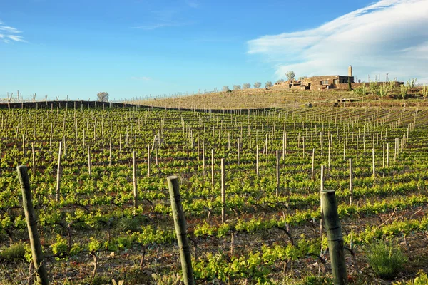 Winnic w regionie cap de creus — Zdjęcie stockowe