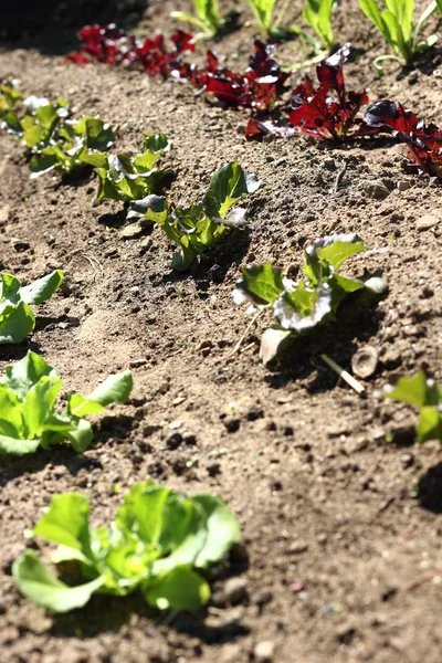 Ряды салата растут на ферме — стоковое фото