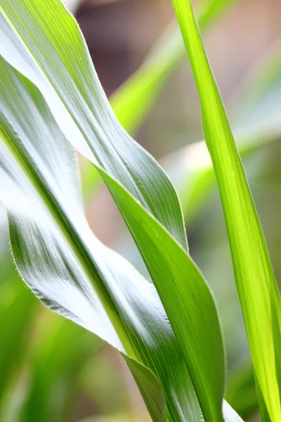 stock image Fresh leaves