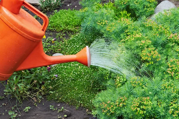 Watering Garden Natural Flowers — Stock Photo, Image