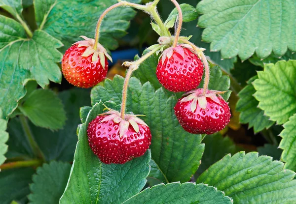 stock image Bush of Juicy Strawberry