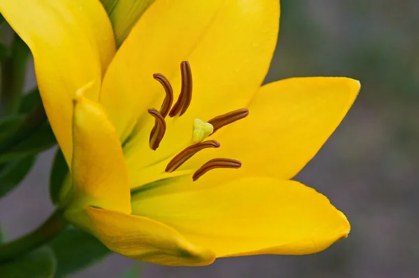 Detailní záběr na žlutá lilie — Stock fotografie