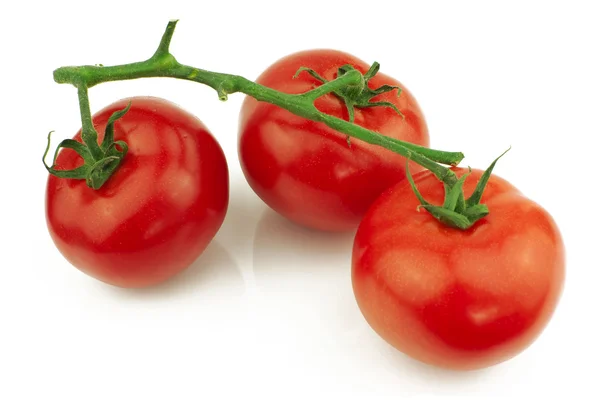 Tomates no caule — Fotografia de Stock