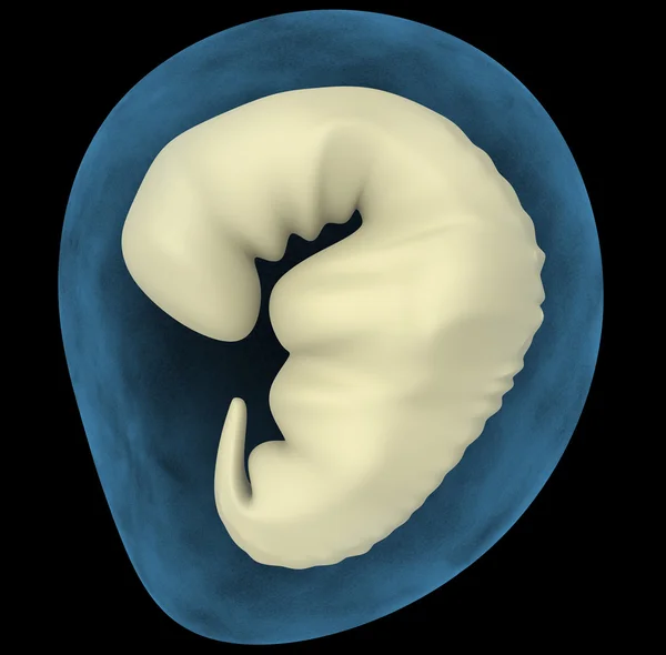Ембріон — стокове фото