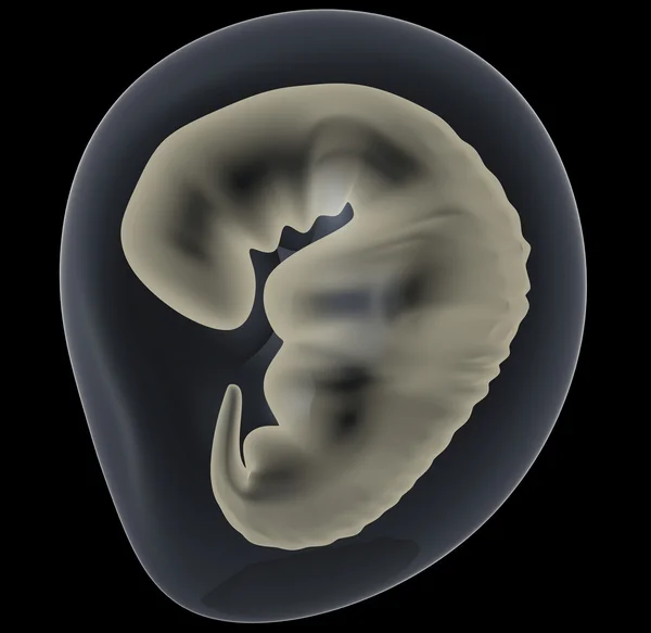Έμβρυο — Φωτογραφία Αρχείου