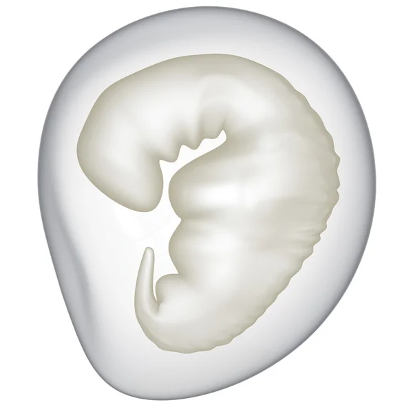 Embrión —  Fotos de Stock