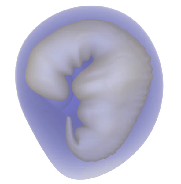 Embrião — Fotografia de Stock