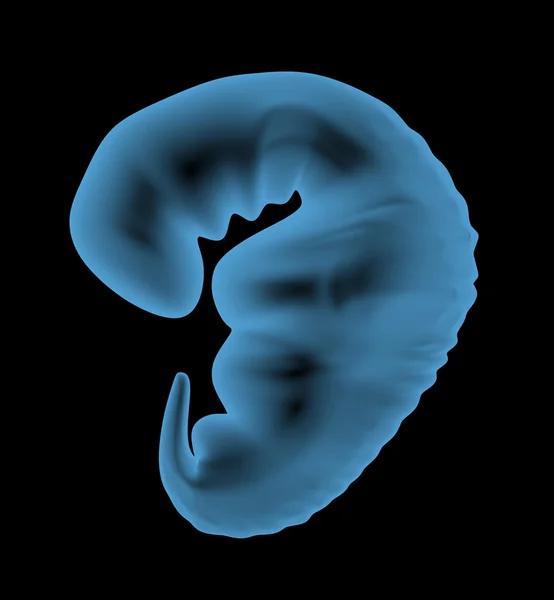Embrião — Fotografia de Stock