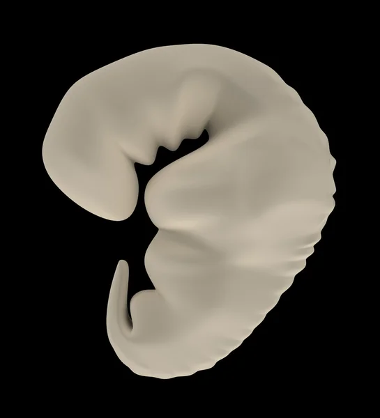 胚胎 — 图库照片