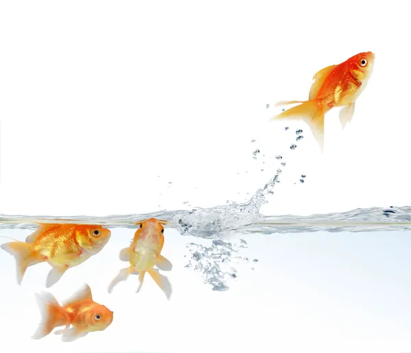 Goldfish leaping — Stock Photo, Image