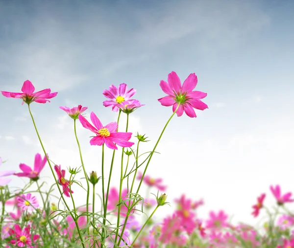 Gyönyörű virágos — Stock Fotó