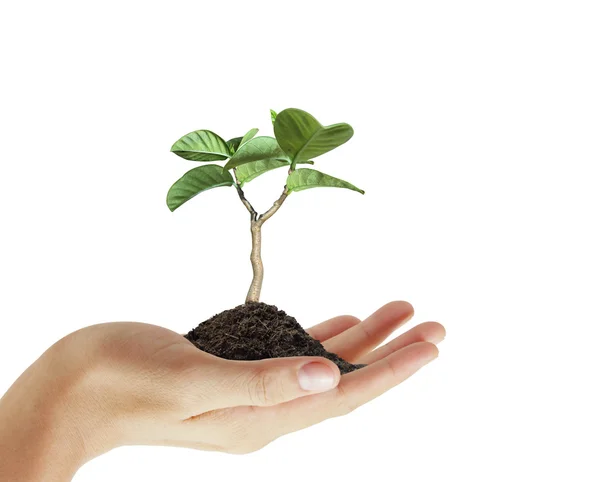 Зеленое растение в руке — стоковое фото