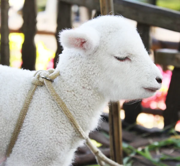 Lamb standing up — Stock Photo, Image