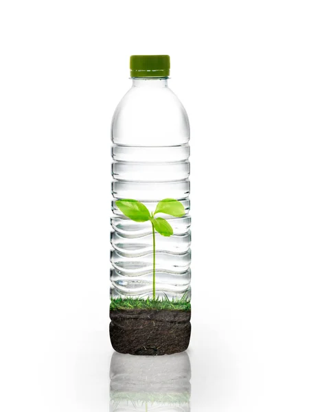 Plant in flessen — Stockfoto