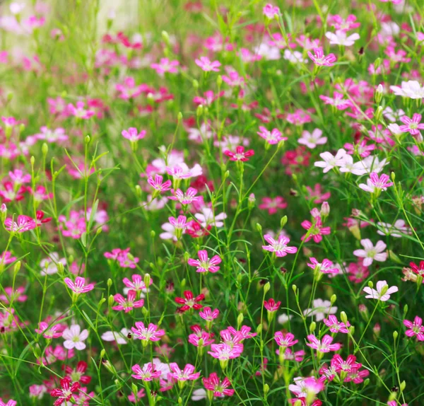 Mooie bloemen — Stockfoto