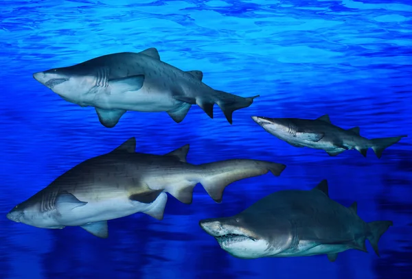 Blacktip Reef sharks — Stock Photo, Image