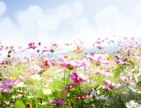 Красиві квіткові — стокове фото