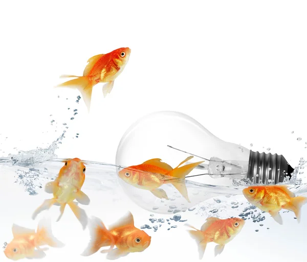 Light bulb and goldfish — Stock Photo, Image