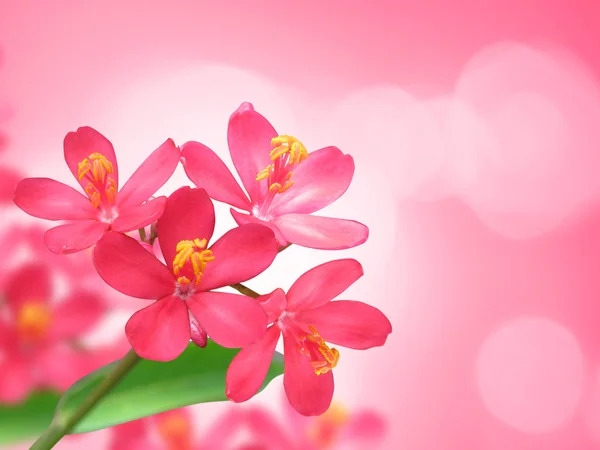 Mooie bloemen — Stockfoto