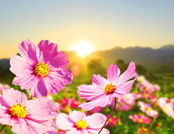 美しい花の花 — ストック写真