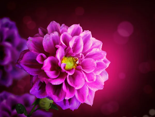 Vacker blommig fiower — Stockfoto