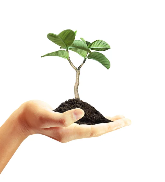 Planta verde em uma mão — Fotografia de Stock