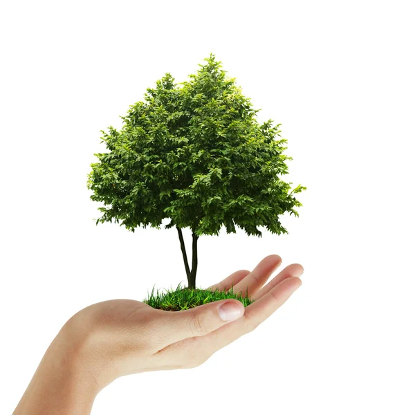 Grön växt i en hand — Stockfoto