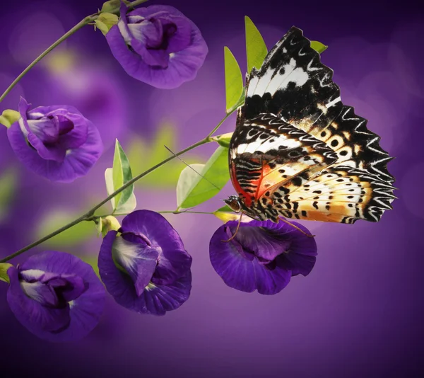 Güzel çiçek ve kelebek — Stok fotoğraf