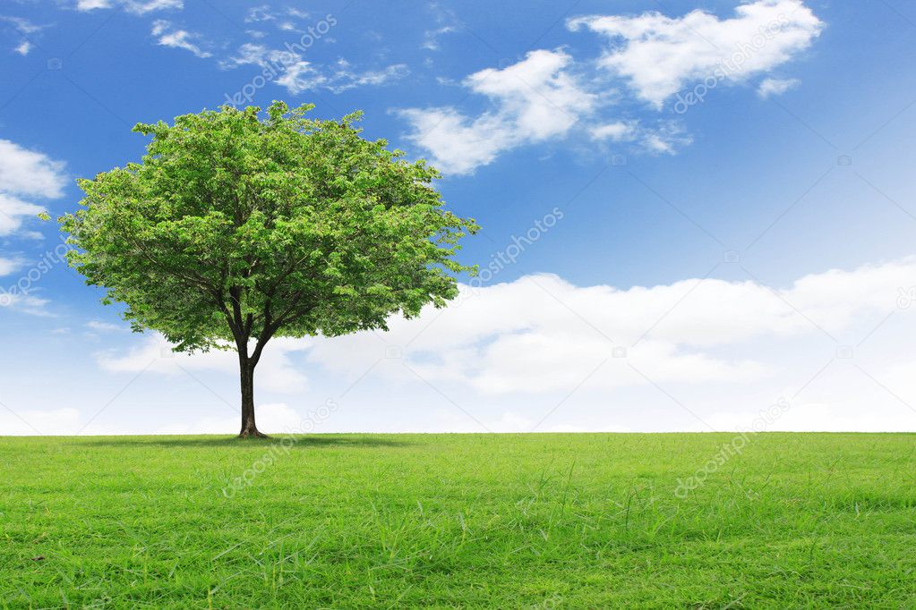 Cây trên nền trời xanh - Hình ảnh cây trên nền trời xanh sẽ khiến bạn mơ màng với vẻ đẹp tự nhiên tuyệt đẹp. Những cánh cây xanh tươi bao phủ trời xanh là điểm nhấn của bức tranh thiên nhiên tuyệt đẹp này. Hãy xem hình ảnh để tự mình khám phá và tận hưởng trọn vẹn vẻ đẹp này.