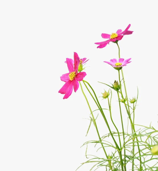 美丽花卉 — 图库照片
