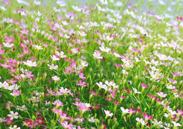 Bonito floral — Fotografia de Stock