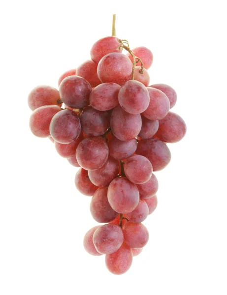 Červené hroznové víno — Stock fotografie
