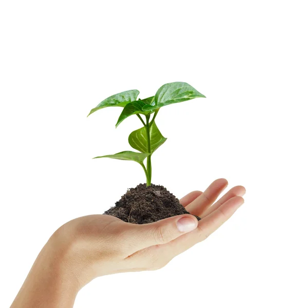 Planta verde em uma mão — Fotografia de Stock