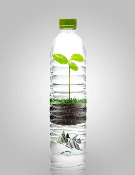 Plant in bottles — Stock Photo, Image