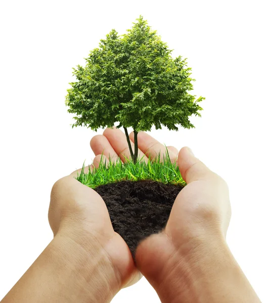 Groene plant in een hand — Stockfoto
