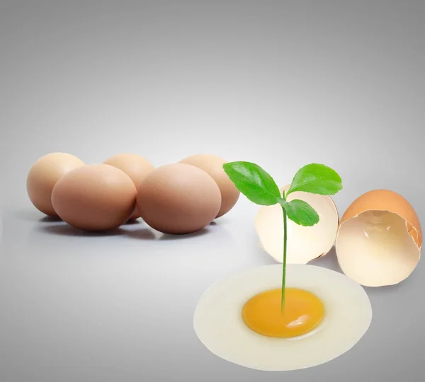 Egg ands plant — Stock Photo, Image