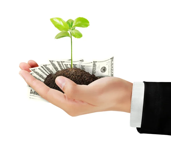 Dollar and plant in hand — Stock Photo, Image