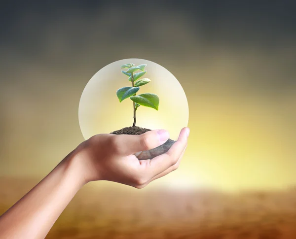 stock image Plant in hand