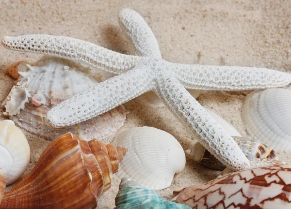 Starfish on the Sand — Stock Photo, Image