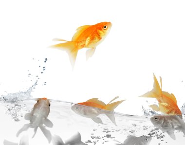 Goldfish leaping out of the water clipart