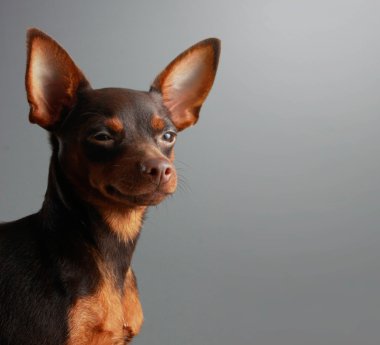 Minyatür pinscher.