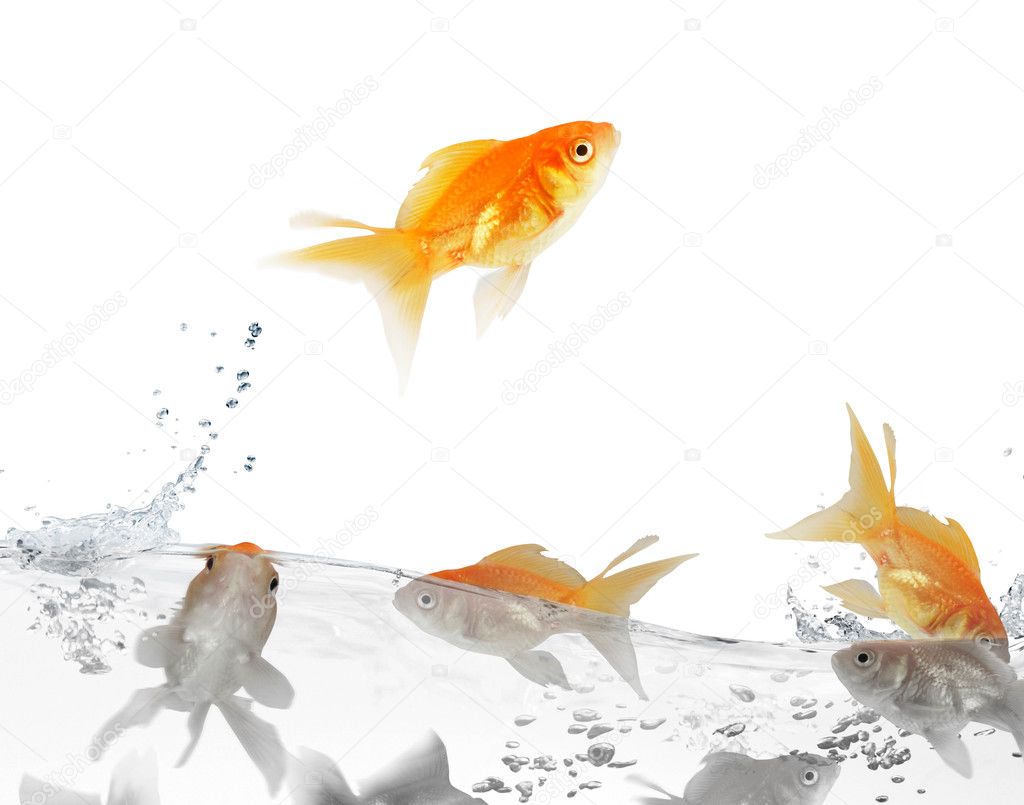 Goldfish leaping out of the water