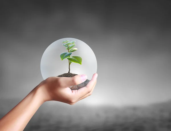 stock image Green plant in a hand