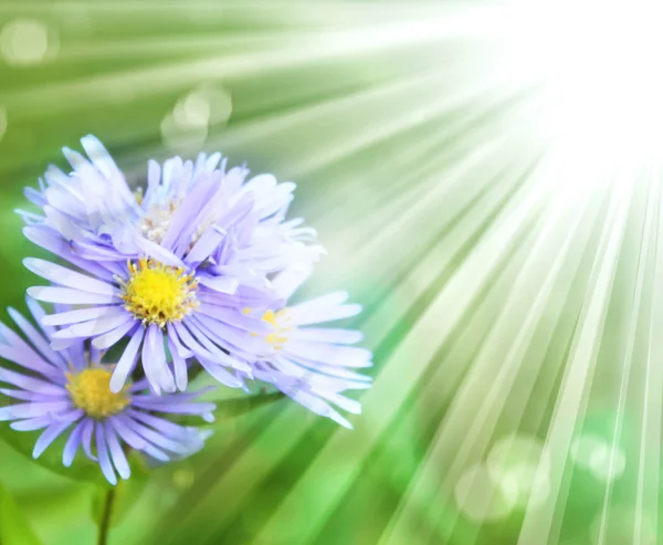 Beautiful sunny chamomile flowers — Stock Photo, Image