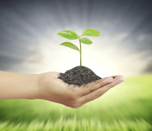 Plantera i en hand — Stockfoto
