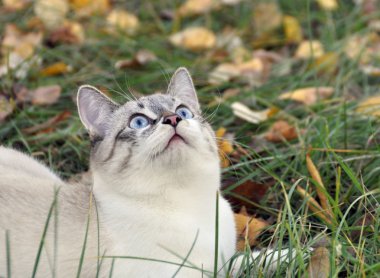 kedi bir çimlerin üzerine yaz